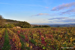 Beaujolais Les Pierres Dorées vignes